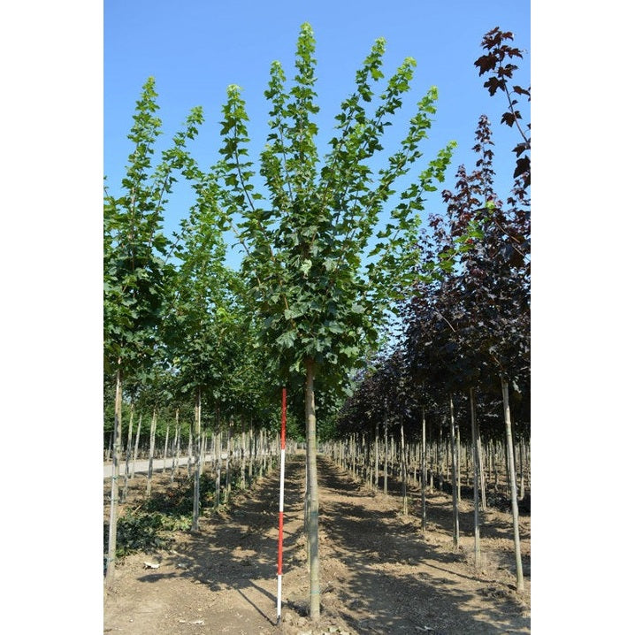 Skogslönn - Acer platanoides 'Farlake's Green' - Stammens omkrets 20-25 cm, höjd 4-4,5 meter, HS,